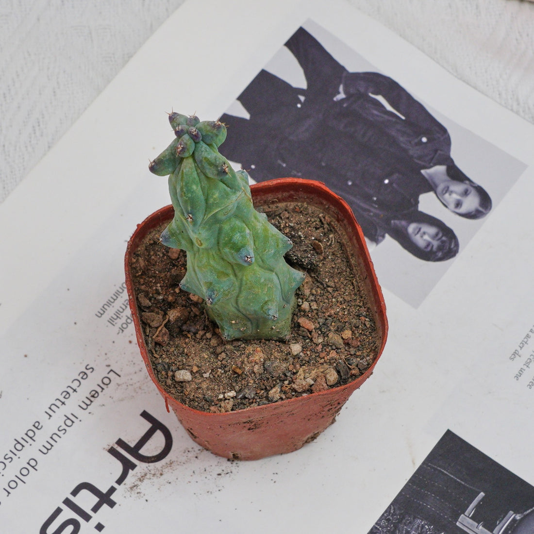 3'' Lophocereus Schottii Monstrosus, Rare Live Succulent Plants