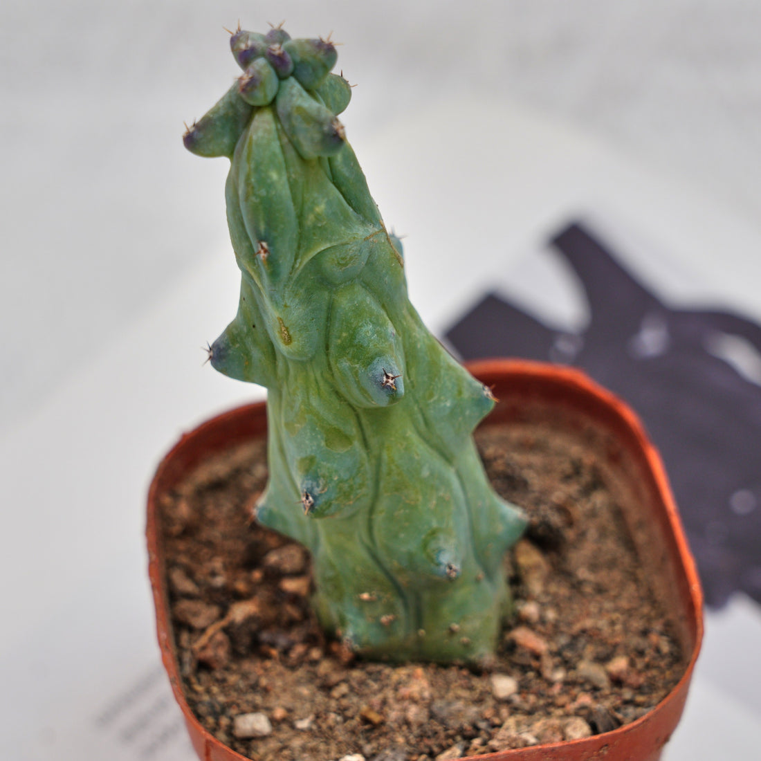 3'' Lophocereus Schottii Monstrosus, Rare Live Succulent Plants