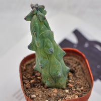 3'' Lophocereus Schottii Monstrosus, Rare Live Succulent Plants