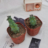 3'' Lophocereus Schottii Monstrosus, Rare Live Succulent Plants
