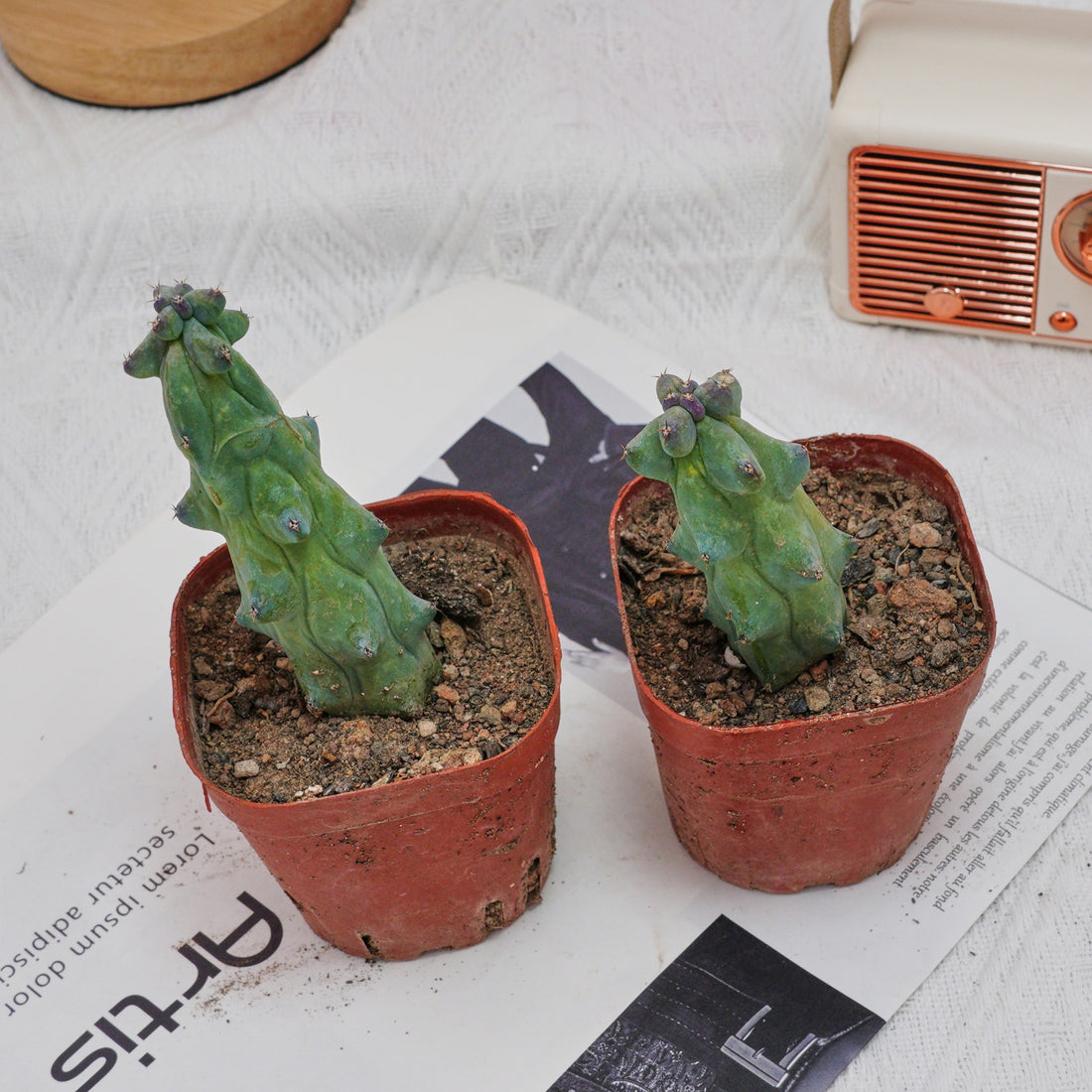3'' Lophocereus Schottii Monstrosus, Rare Live Succulent Plants