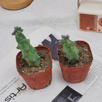 3'' Lophocereus Schottii Monstrosus, Rare Live Succulent Plants