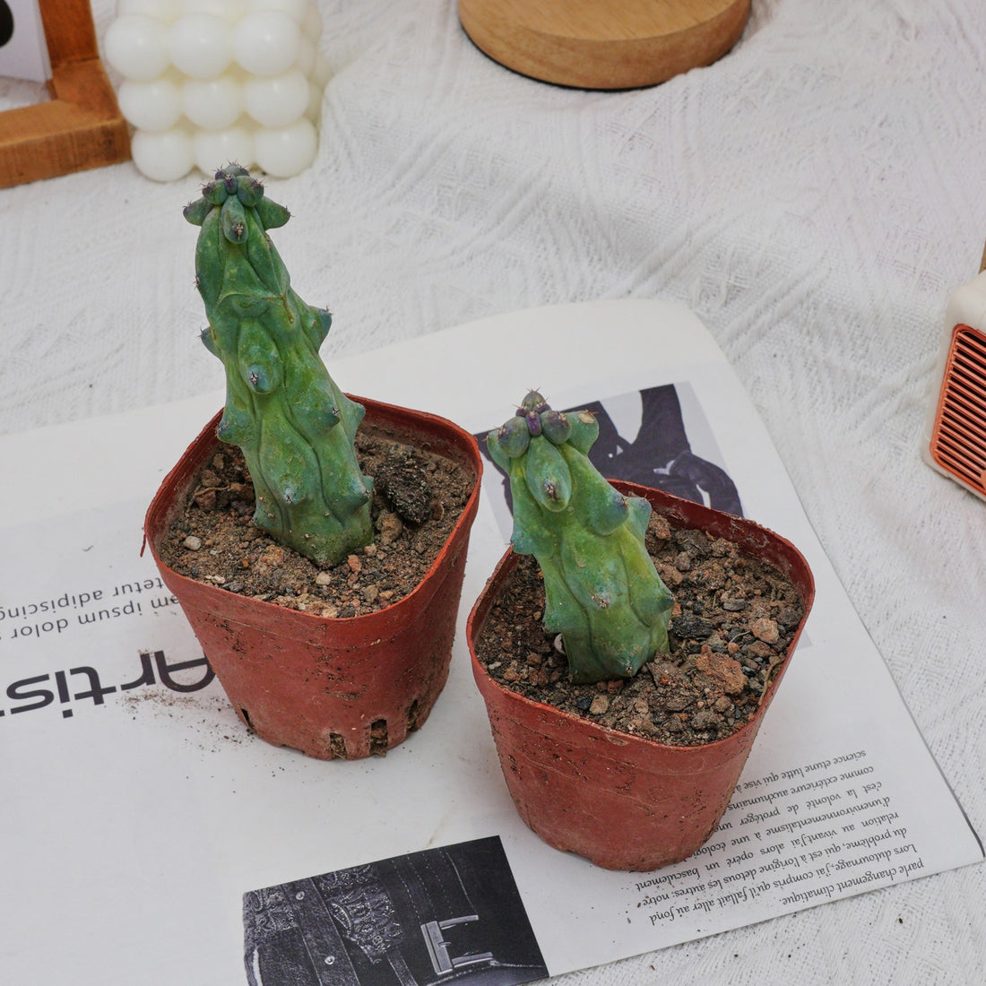 3'' Lophocereus Schottii Monstrosus, Rare Live Succulent Plants