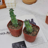 3'' Lophocereus Schottii Monstrosus, Rare Live Succulent Plants