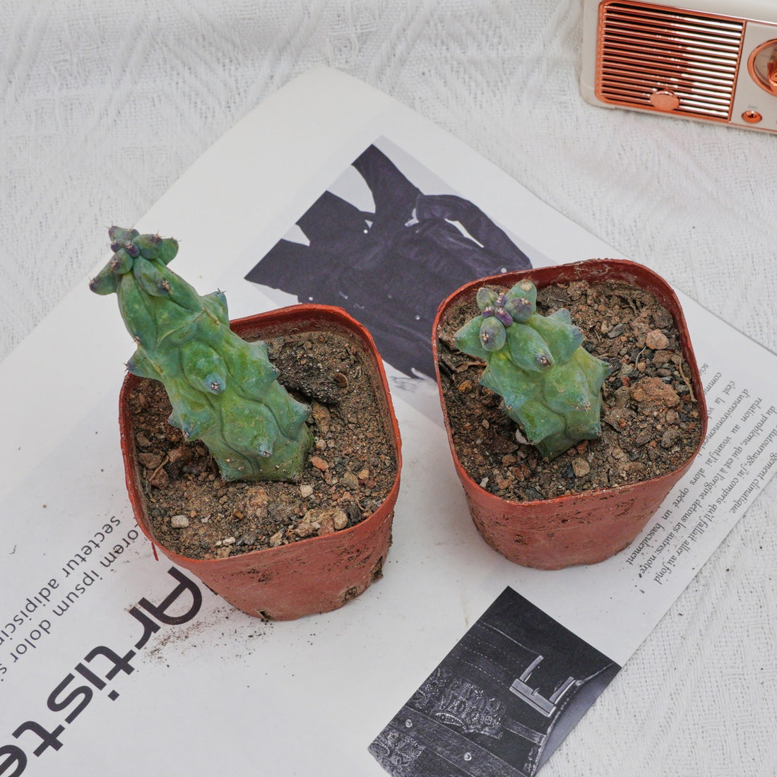 3'' Lophocereus Schottii Monstrosus, Rare Live Succulent Plants