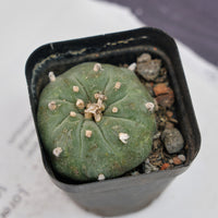 3'' Echeveria Perle Von Nurnberg, Rare Live Succulent Plants