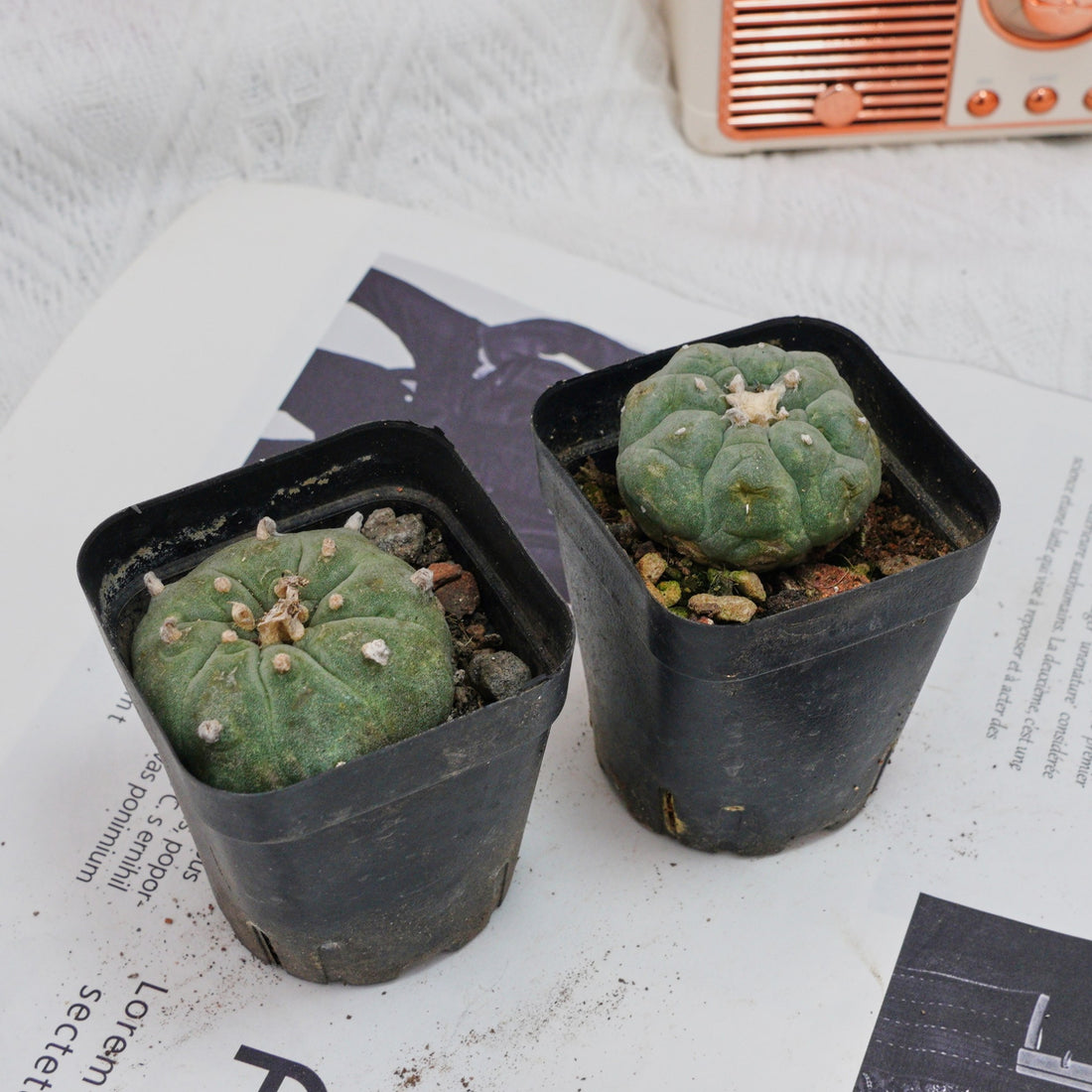 3'' Echeveria Perle Von Nurnberg, Rare Live Succulent Plants