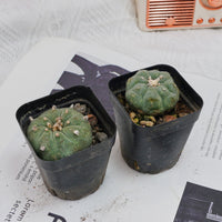 3'' Echeveria Perle Von Nurnberg, Rare Live Succulent Plants