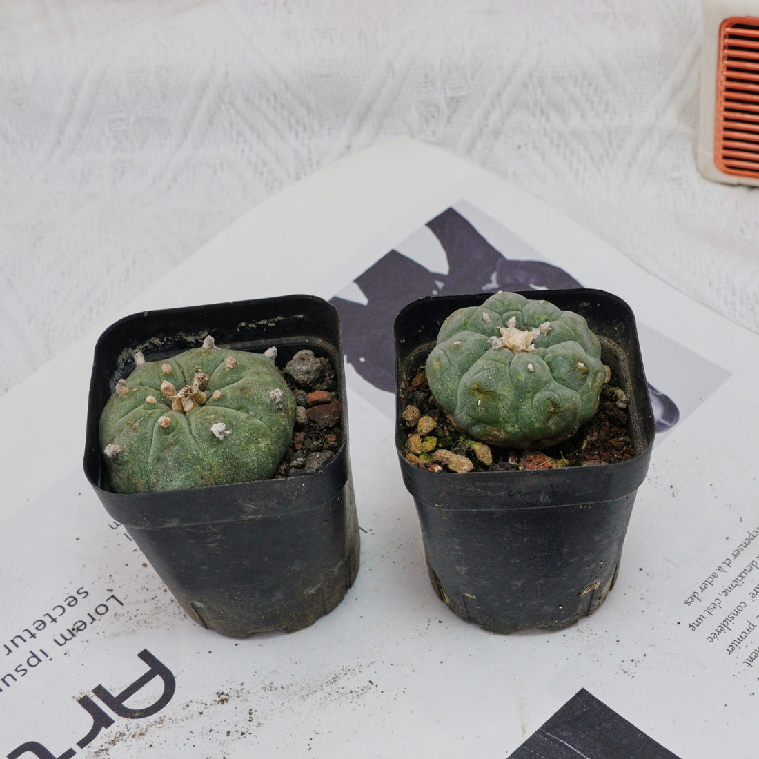 3'' Echeveria Perle Von Nurnberg, Rare Live Succulent Plants