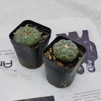 3'' Echeveria Perle Von Nurnberg, Rare Live Succulent Plants