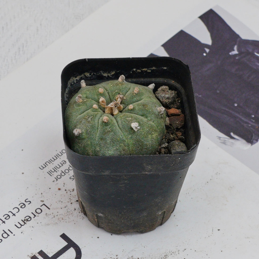 3'' Echeveria Perle Von Nurnberg, Rare Live Succulent Plants