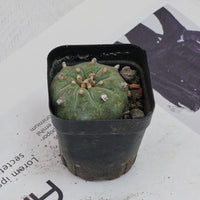 3'' Echeveria Perle Von Nurnberg, Rare Live Succulent Plants