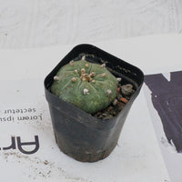 3'' Echeveria Perle Von Nurnberg, Rare Live Succulent Plants