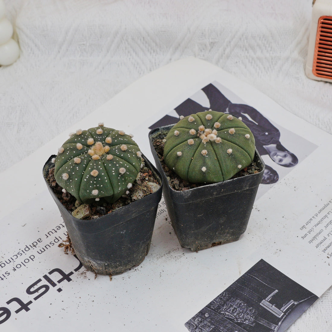 2.5'' Astrophytum Asterias, Rare Live Succulent Plants