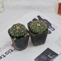 2.5'' Astrophytum Asterias, Rare Live Succulent Plants