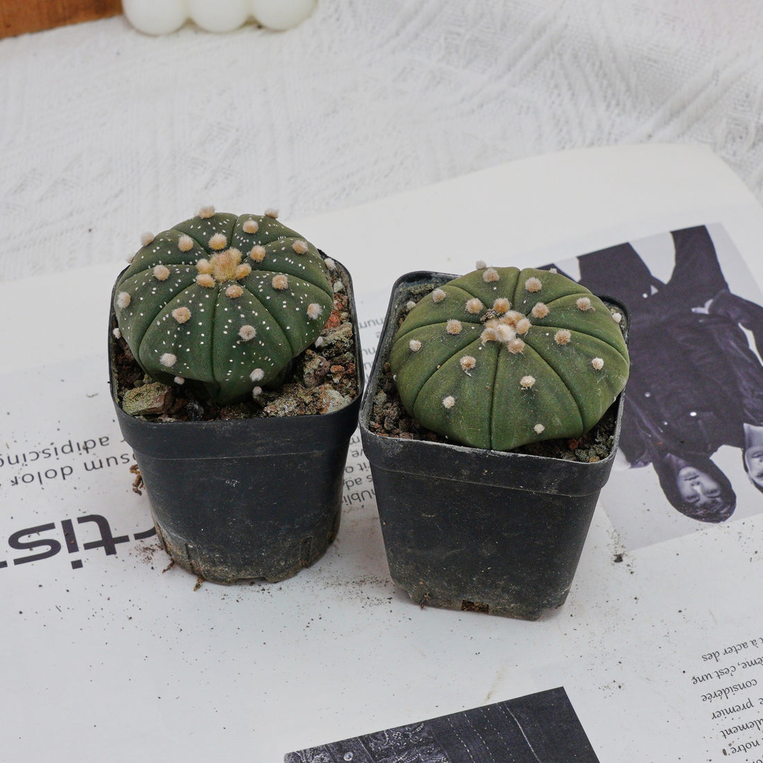 2.5'' Astrophytum Asterias, Rare Live Succulent Plants