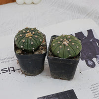 2.5'' Astrophytum Asterias, Rare Live Succulent Plants