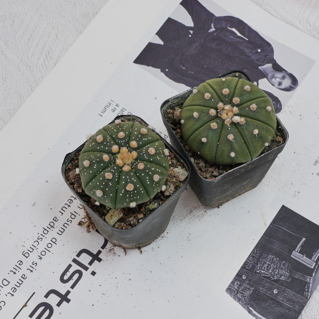 2.5'' Astrophytum Asterias, Rare Live Succulent Plants