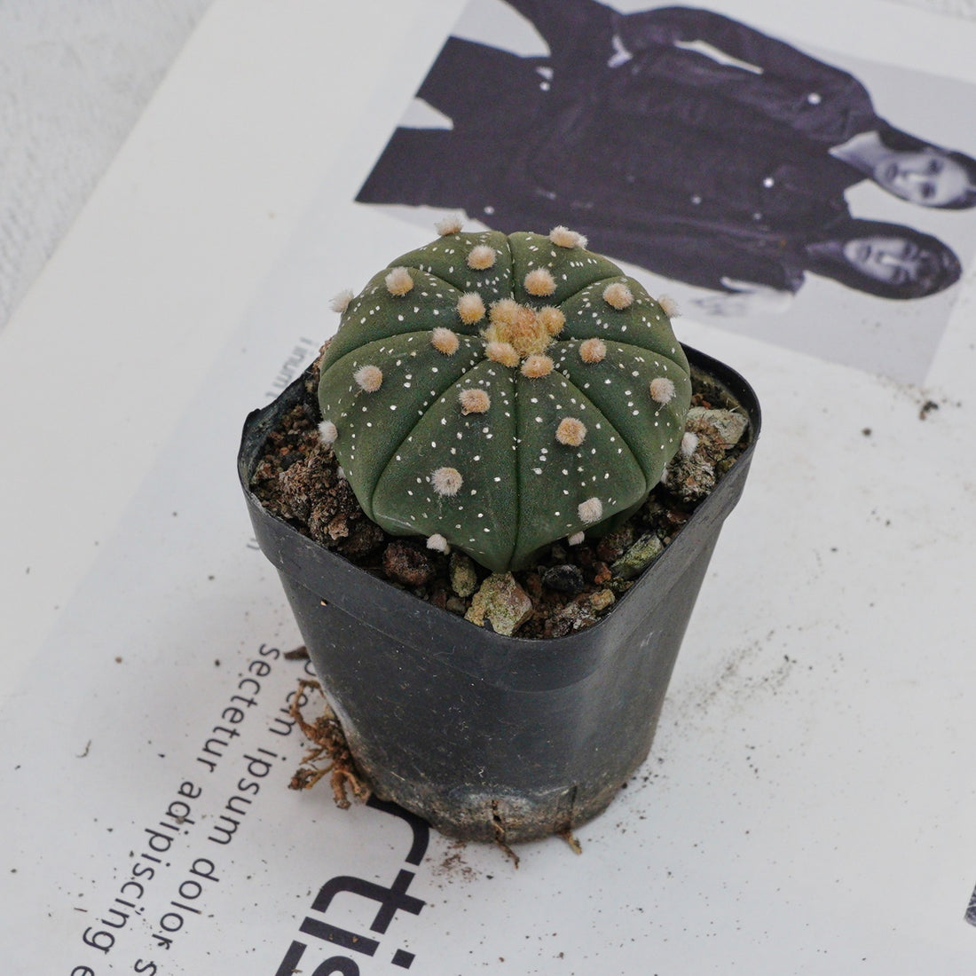 2.5'' Astrophytum Asterias, Rare Live Succulent Plants