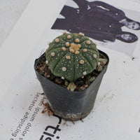 2.5'' Astrophytum Asterias, Rare Live Succulent Plants