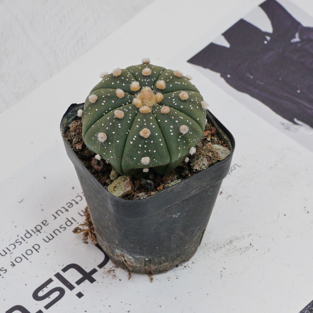 2.5'' Astrophytum Asterias, Rare Live Succulent Plants