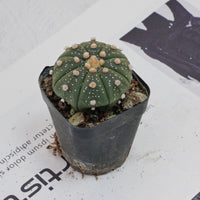 2.5'' Astrophytum Asterias, Rare Live Succulent Plants