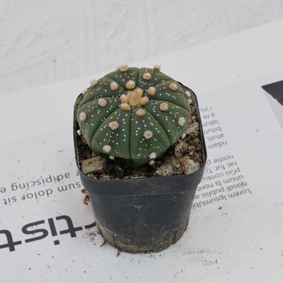 2.5'' Astrophytum Asterias, Rare Live Succulent Plants