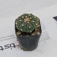 2.5'' Astrophytum Asterias, Rare Live Succulent Plants