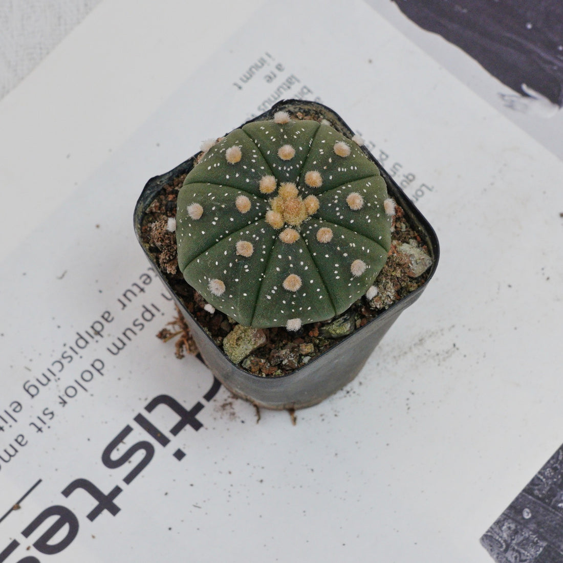 2.5'' Astrophytum Asterias, Rare Live Succulent Plants