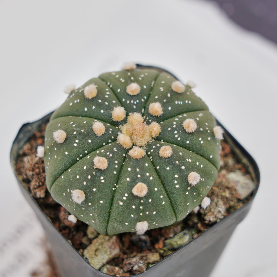 2.5'' Astrophytum Asterias, Rare Live Succulent Plants