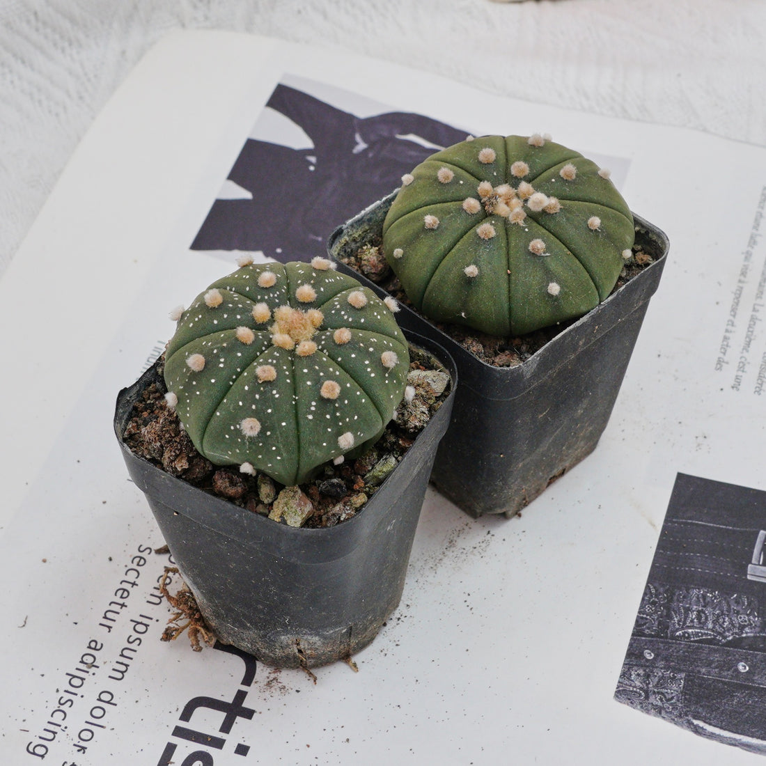 2.5'' Astrophytum Asterias, Rare Live Succulent Plants