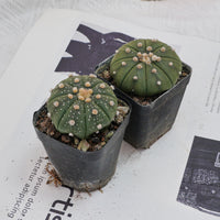 2.5'' Astrophytum Asterias, Rare Live Succulent Plants