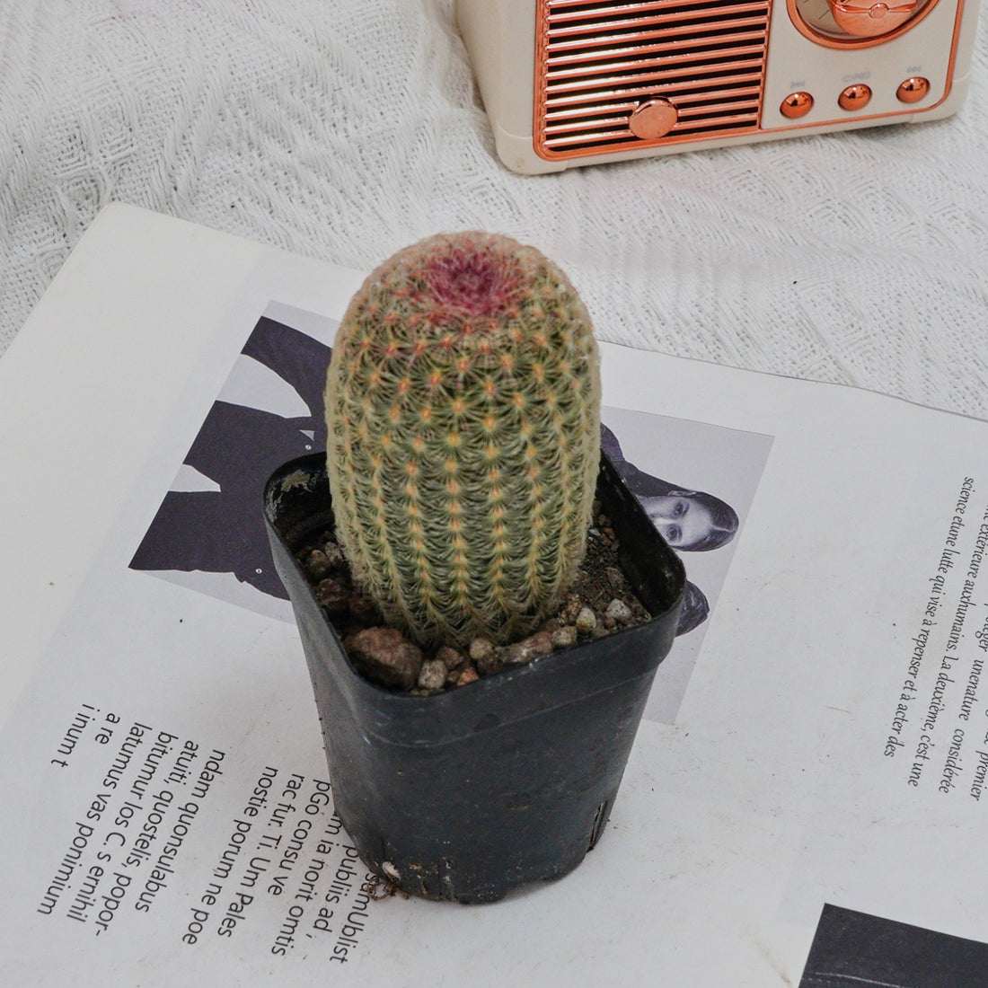 2.5'' Echinocereus Rigidissimus, Rare Live Succulent Plants