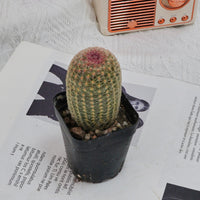 2.5'' Echinocereus Rigidissimus, Rare Live Succulent Plants