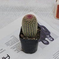 2.5'' Echinocereus Rigidissimus, Rare Live Succulent Plants