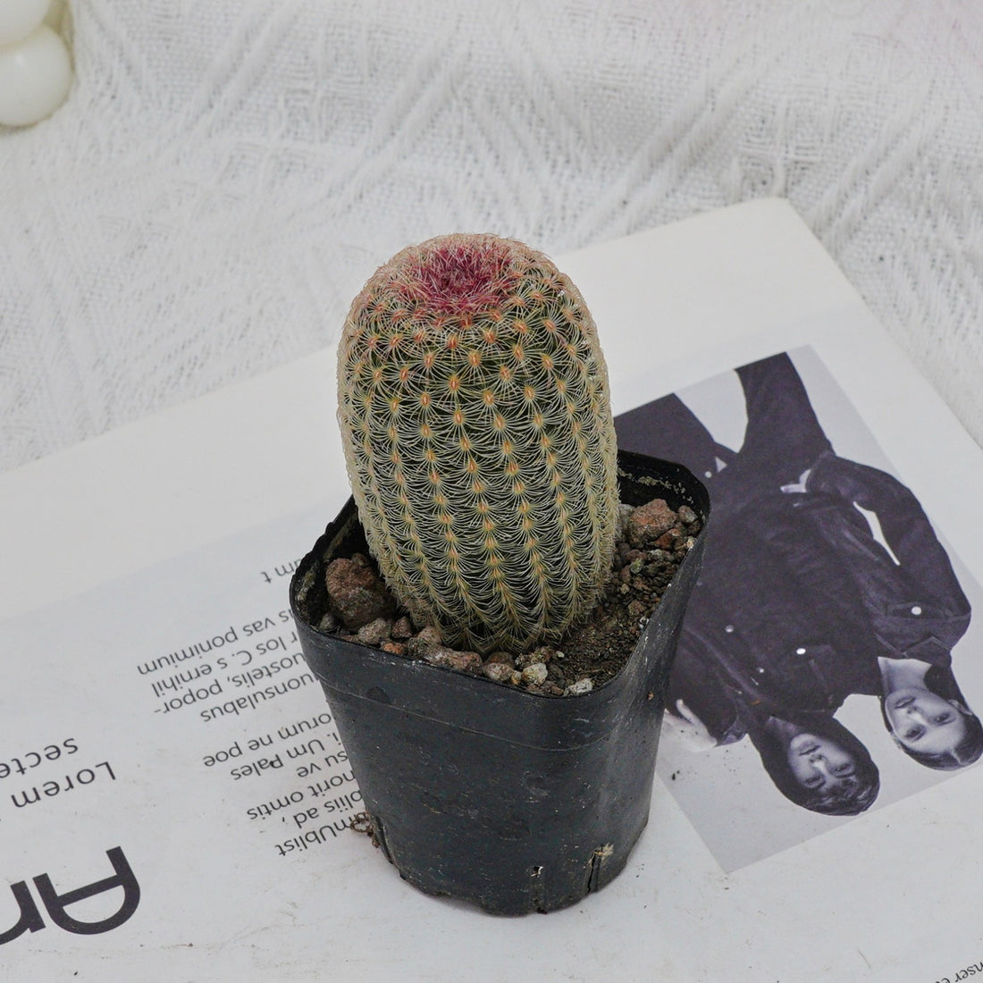2.5'' Echinocereus Rigidissimus, Rare Live Succulent Plants