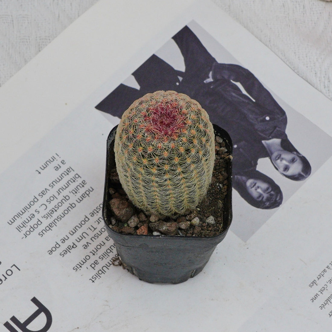 2.5'' Echinocereus Rigidissimus, Rare Live Succulent Plants