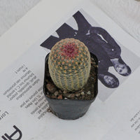 2.5'' Echinocereus Rigidissimus, Rare Live Succulent Plants