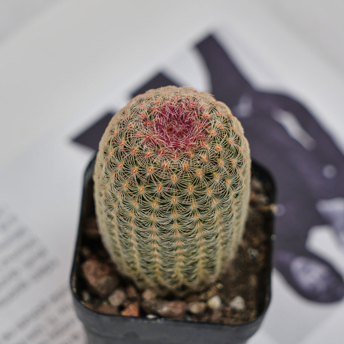 2.5'' Echinocereus Rigidissimus, Rare Live Succulent Plants