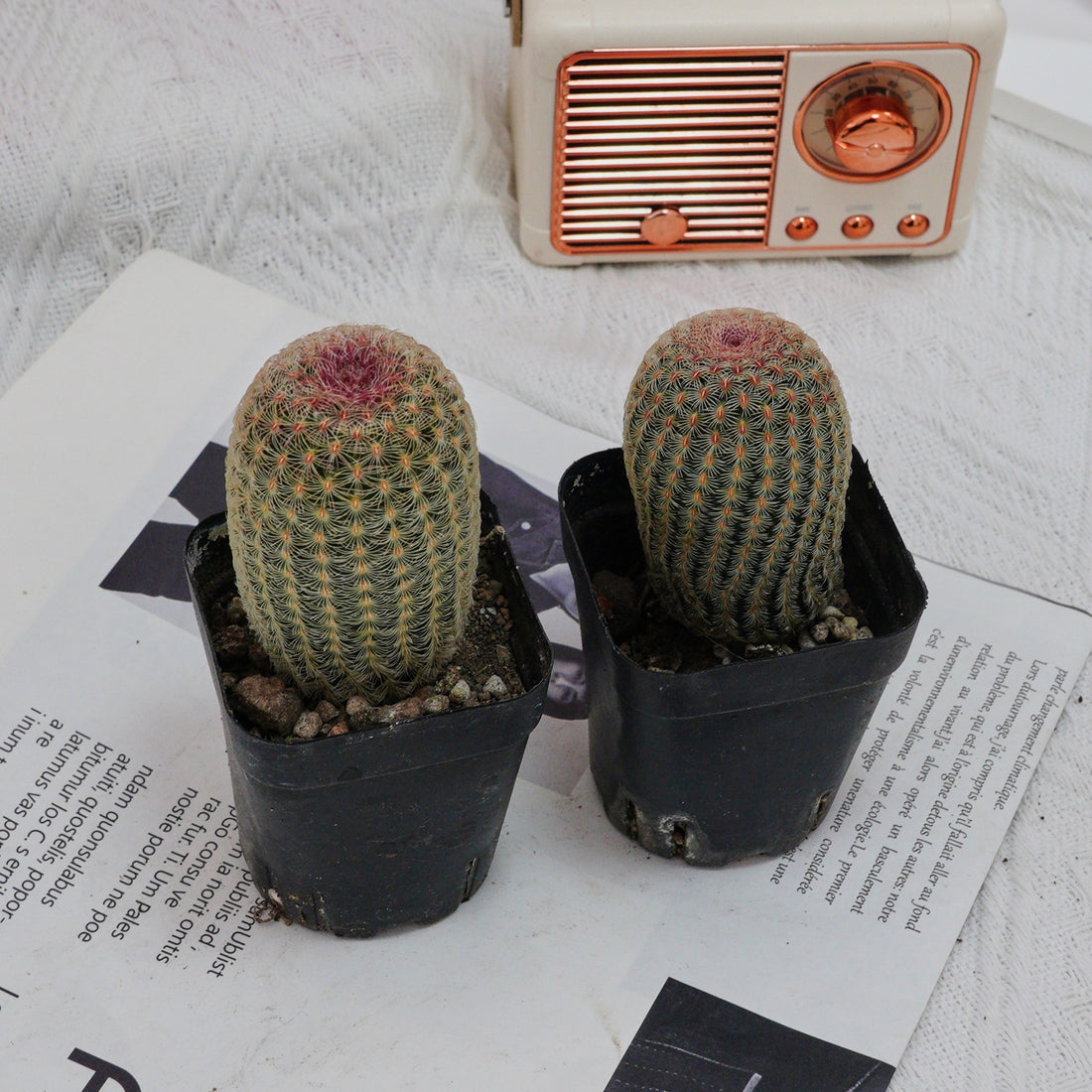2.5'' Echinocereus Rigidissimus, Rare Live Succulent Plants