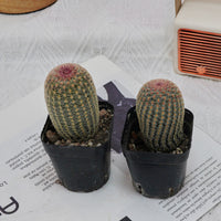 2.5'' Echinocereus Rigidissimus, Rare Live Succulent Plants