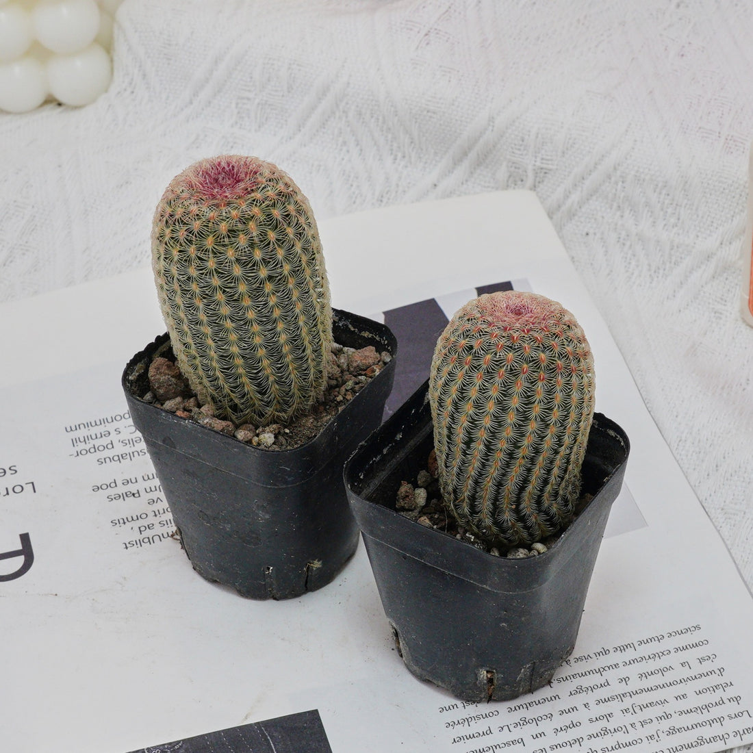 2.5'' Echinocereus Rigidissimus, Rare Live Succulent Plants
