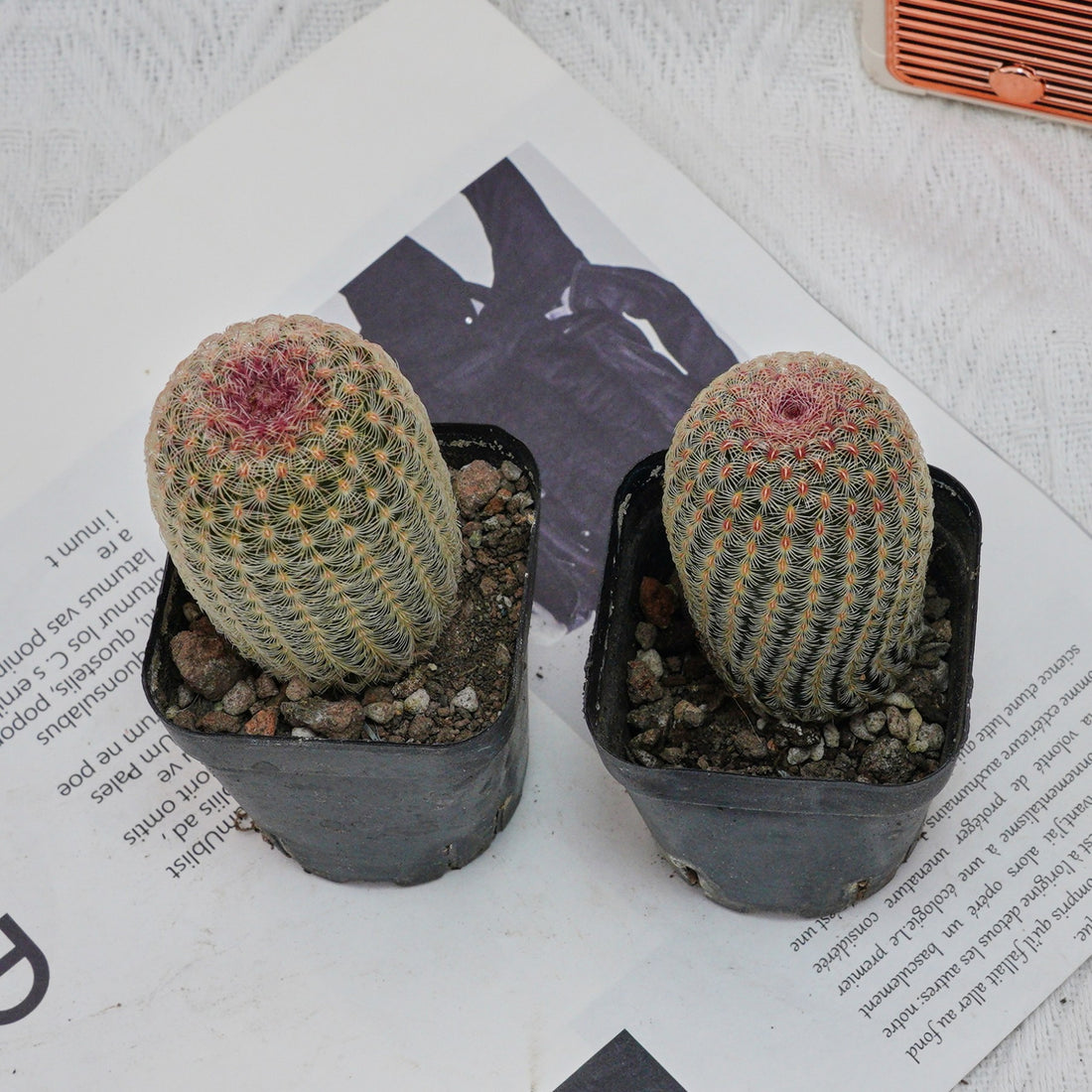 2.5'' Echinocereus Rigidissimus, Rare Live Succulent Plants
