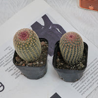 2.5'' Echinocereus Rigidissimus, Rare Live Succulent Plants