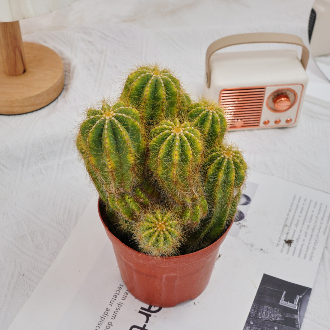 5'' Notocactus Magnificus Variegated, Rare Live Succulent Plants