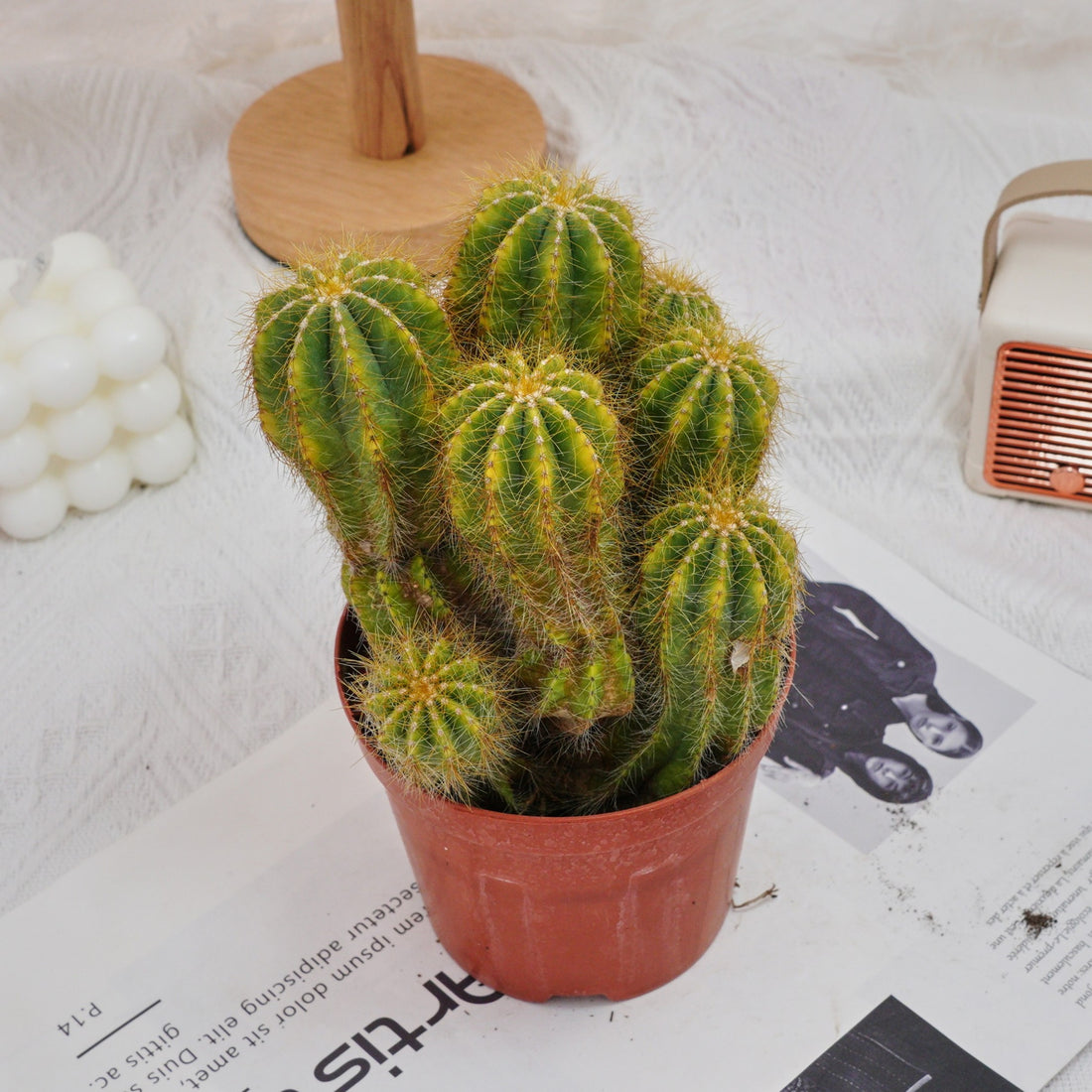 5'' Notocactus Magnificus Variegated, Rare Live Succulent Plants