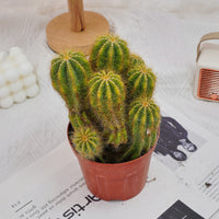 5'' Notocactus Magnificus Variegated, Rare Live Succulent Plants