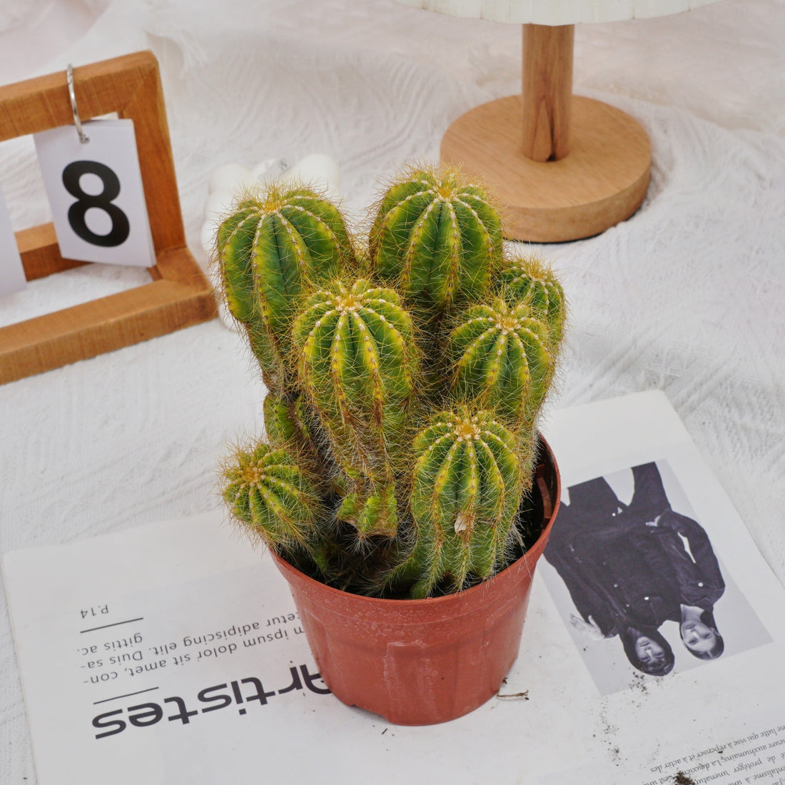 5'' Notocactus Magnificus Variegated, Rare Live Succulent Plants