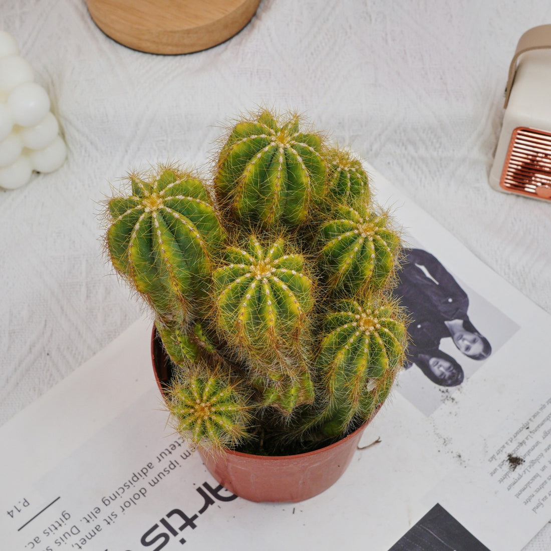 5'' Notocactus Magnificus Variegated, Rare Live Succulent Plants