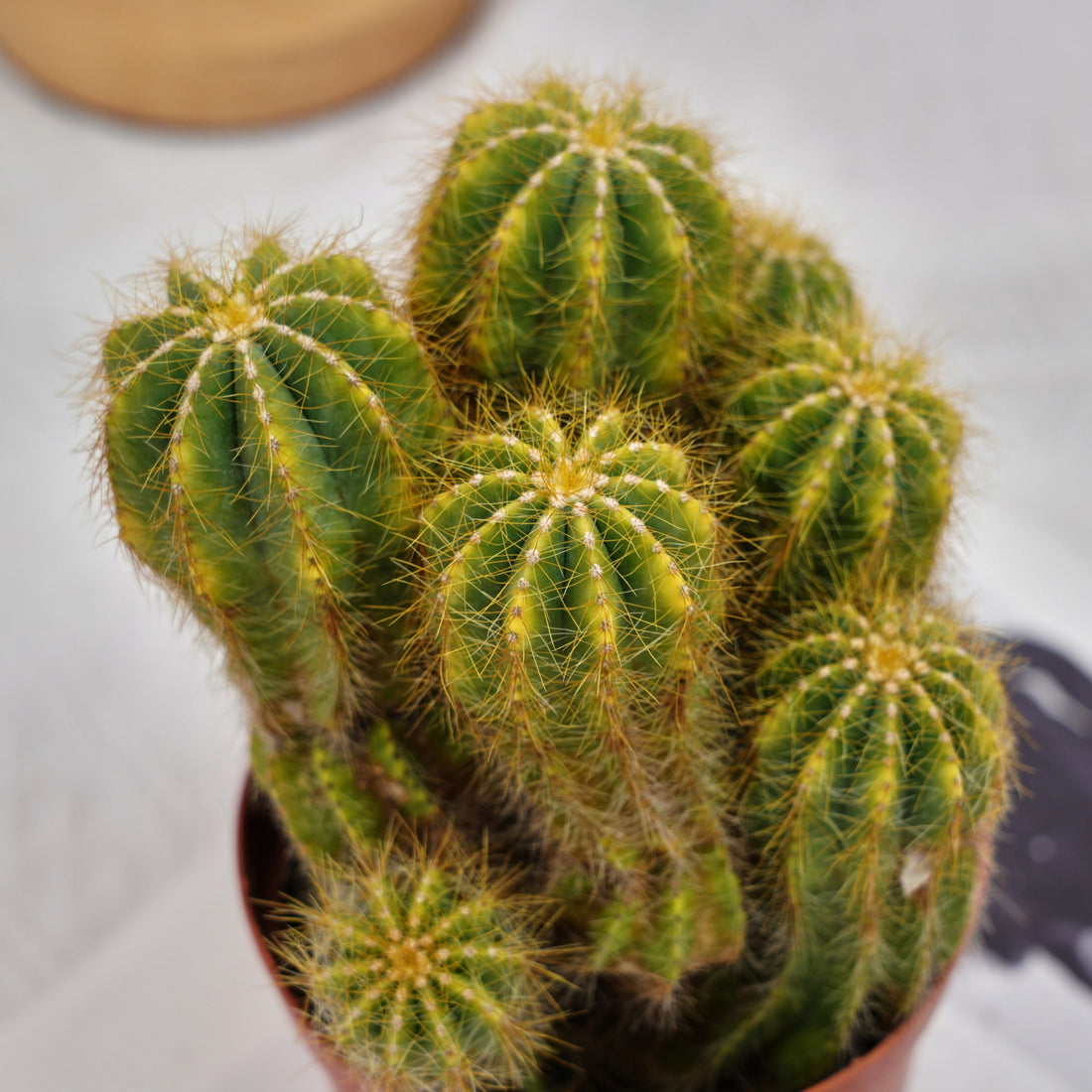 5'' Notocactus Magnificus Variegated, Rare Live Succulent Plants